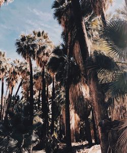 Low angle view of palm trees against sky