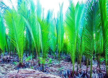 Palm trees against sky