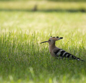 Side view of a bird on grass