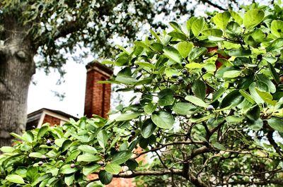 Low angle view of plants growing on tree