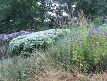 Plants and trees in park