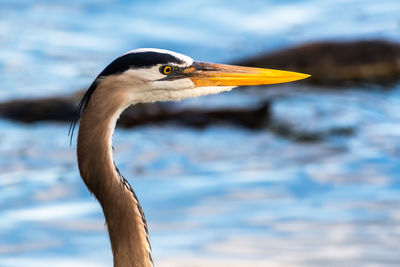 Great blue heron close-up headshot taken in 2021 at circle b bar reserve in lakeland, florida, usa