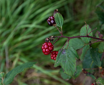 Close-up of red berries growing on plant