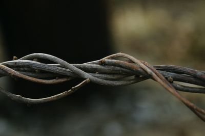 Close-up of rusty barbed wire
