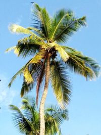 Low angle view of palm tree against clear blue sky