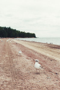 Seagull perching on beach by sea against sky