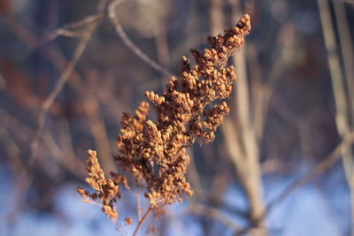 Close-up of wilted plant