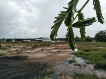 Close-up of plant growing on field