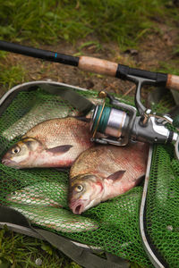 High angle view of fish on field