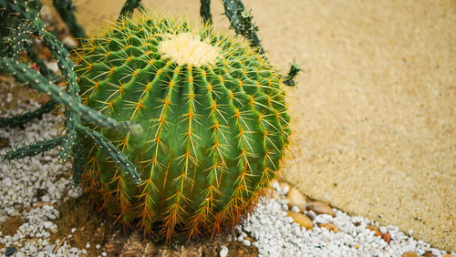 Close-up of succulent plant on sand