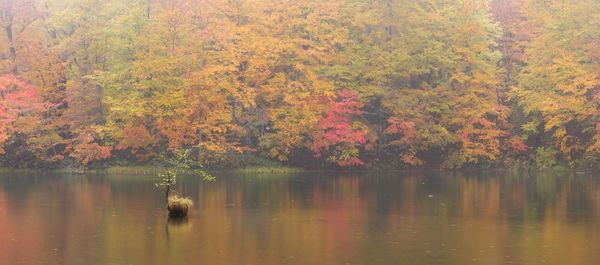 Scenic view of lake in forest during autumn