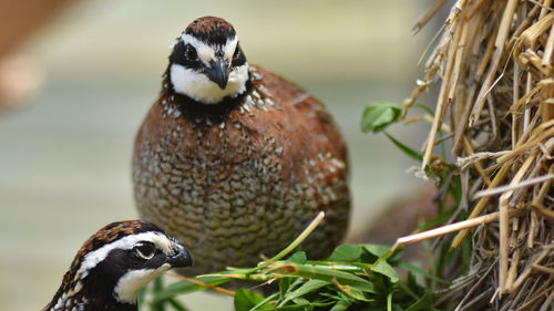 Close-up of bird perching 