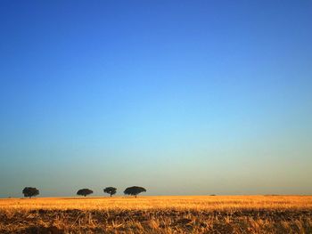 Scenic view of agricultural field against clear blue sky