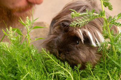 Man with ginger beard leaning down to kiss a peruvian long haired guinea pig named elvis 