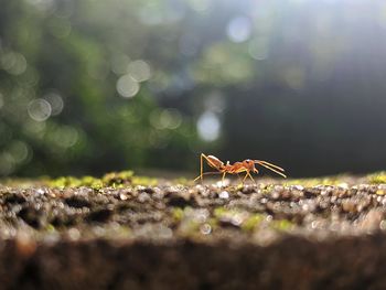 Close-up of ant