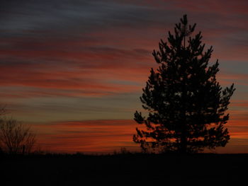 Silhouette of trees at sunset