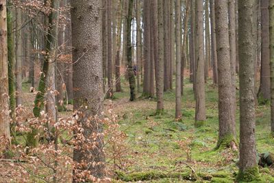 Trees in forest