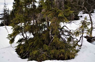 Trees on snow covered landscape