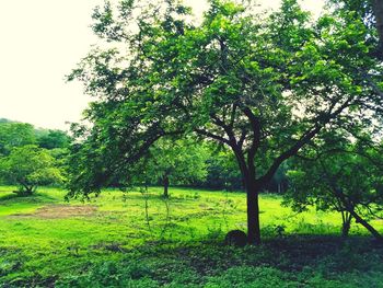 Trees on landscape against clear sky