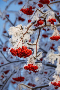 Close-up of frozen berries on tree