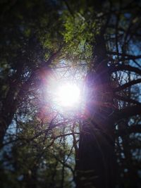 Low angle view of trees against sunlight