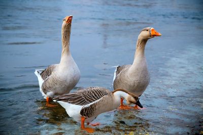 Birds in calm water