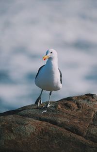 Seagull perching on rock