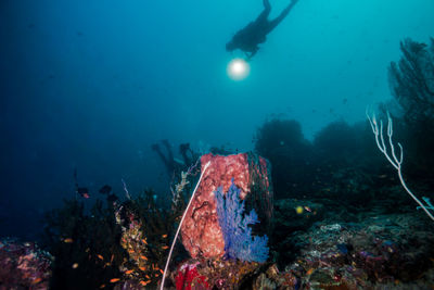 View of fish swimming in sea