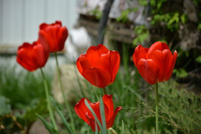 Close-up of red tulips