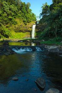 Scenic view of waterfall in forest