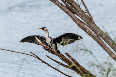 Nz pied shag