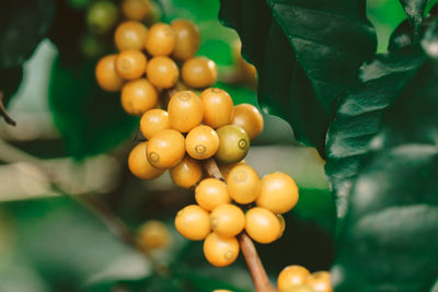 Close-up of fruits on tree