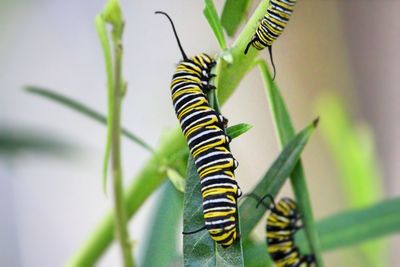 Close-up of caterpillars insect on leaf