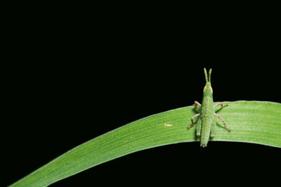 Close-up of insect on plant against black background
