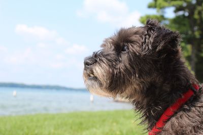 Close-up of dog looking away