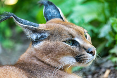 Close-up of cat looking away