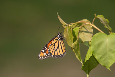 Butterfly on leaf