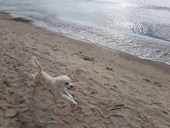 Bird on sand at beach