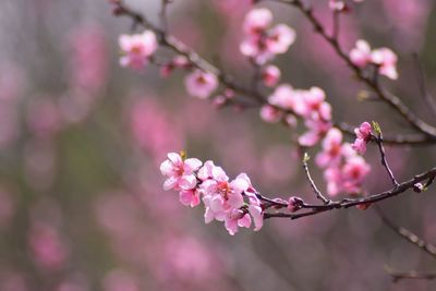 Close-up of pink cherry blossoms in spring