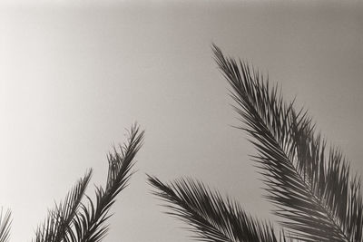 Low angle view of palm tree against clear sky