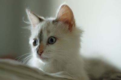 Close-up of cat looking away