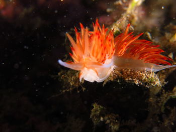 Close-up of fish swimming in sea