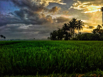 Scenic view of agricultural field against sky during sunset