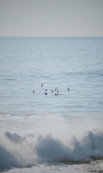 Birds flying over sea