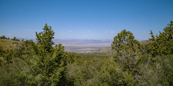 Plants growing on landscape against blue sky