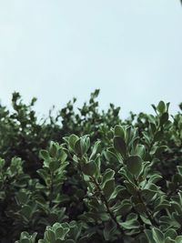 Close-up of fresh green plant against clear sky
