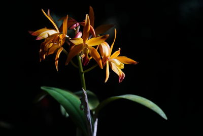 Close-up of yellow flowers blooming against black background