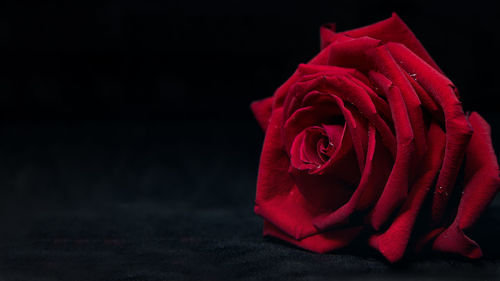 Close-up of red rose against black background