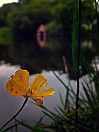 Close-up of yellow flowers