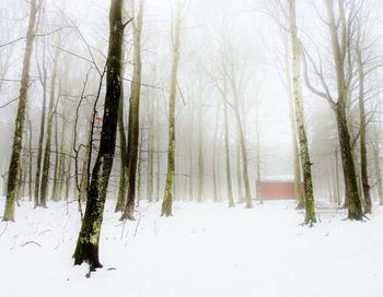 Bare trees on snow covered field during winter